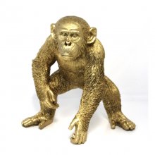 Schimpanse gold